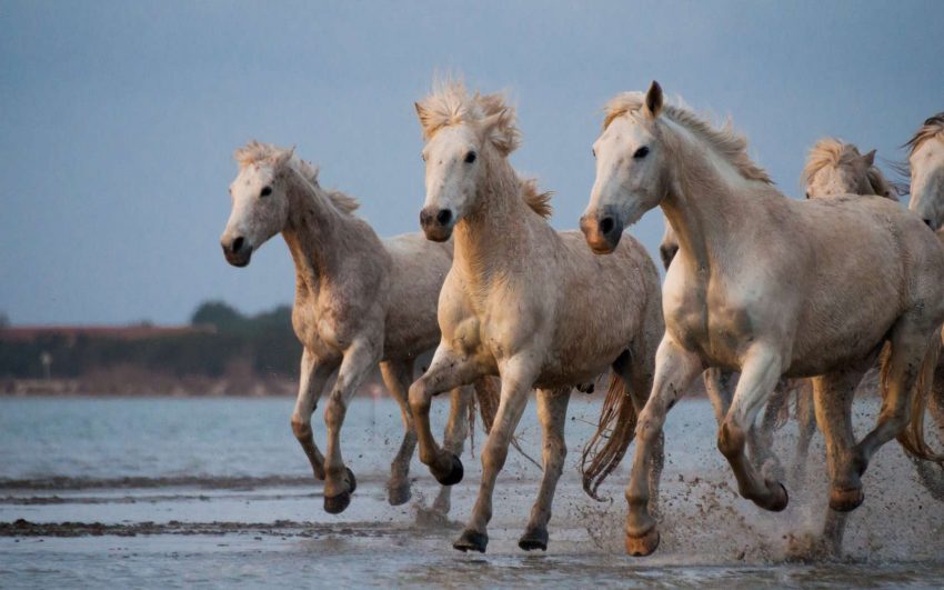 , Discovering the Camargue