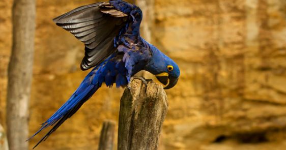 , The Most Beautiful And Astonishing Zoos Of France