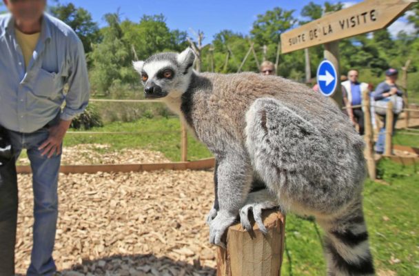 , The Most Beautiful And Astonishing Zoos Of France